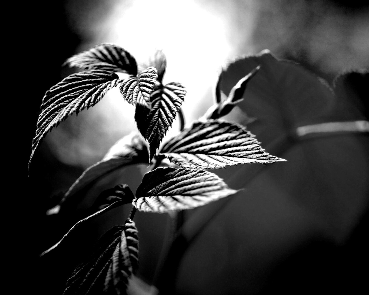 Листья малины обои