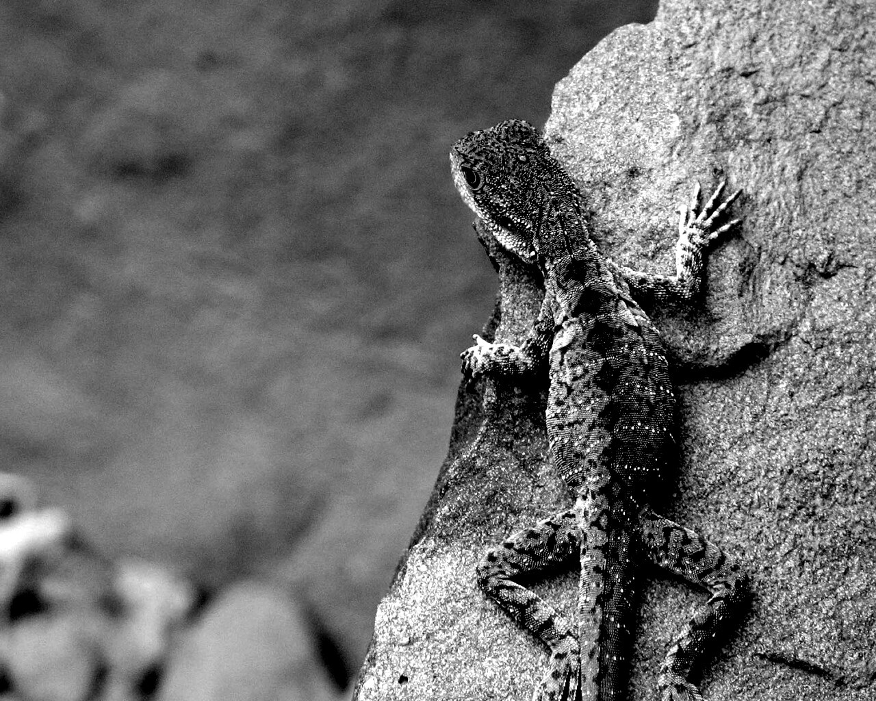Ящерица на камне обои