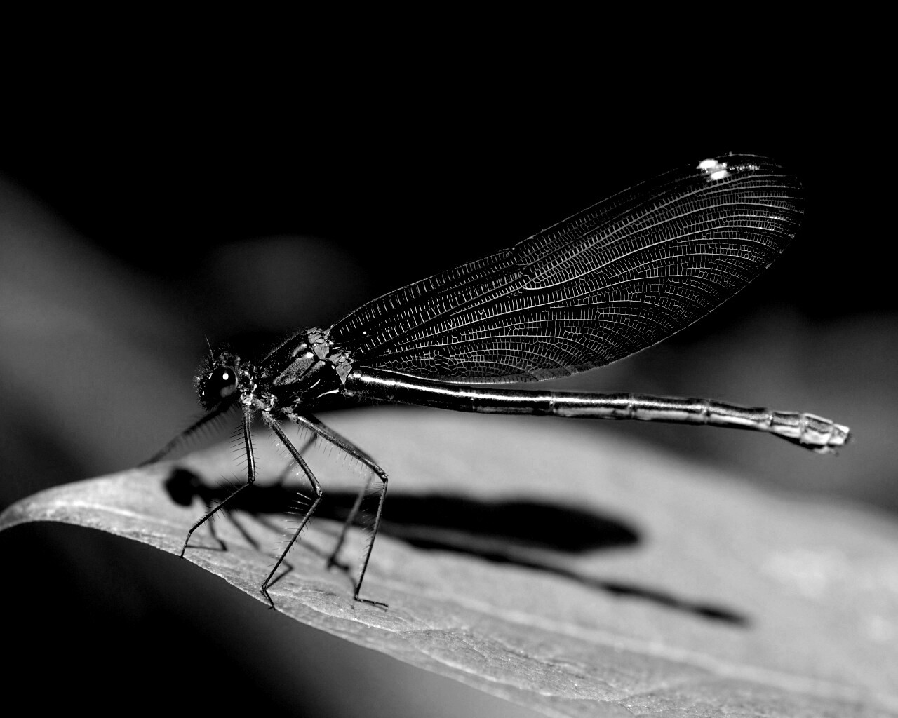 Стрекоза на листе обои