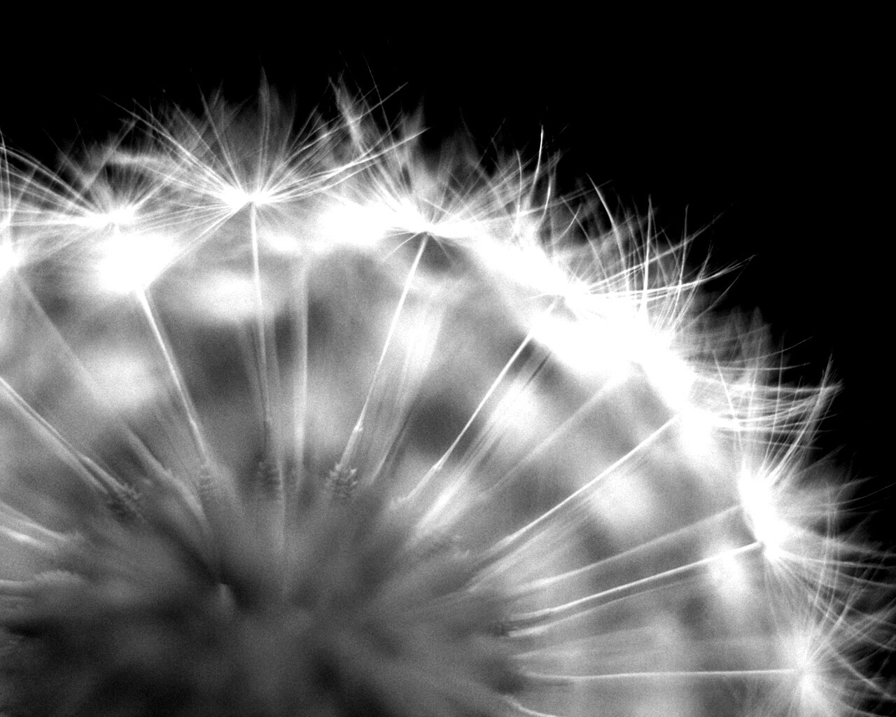 Макро фото одуванчика обои