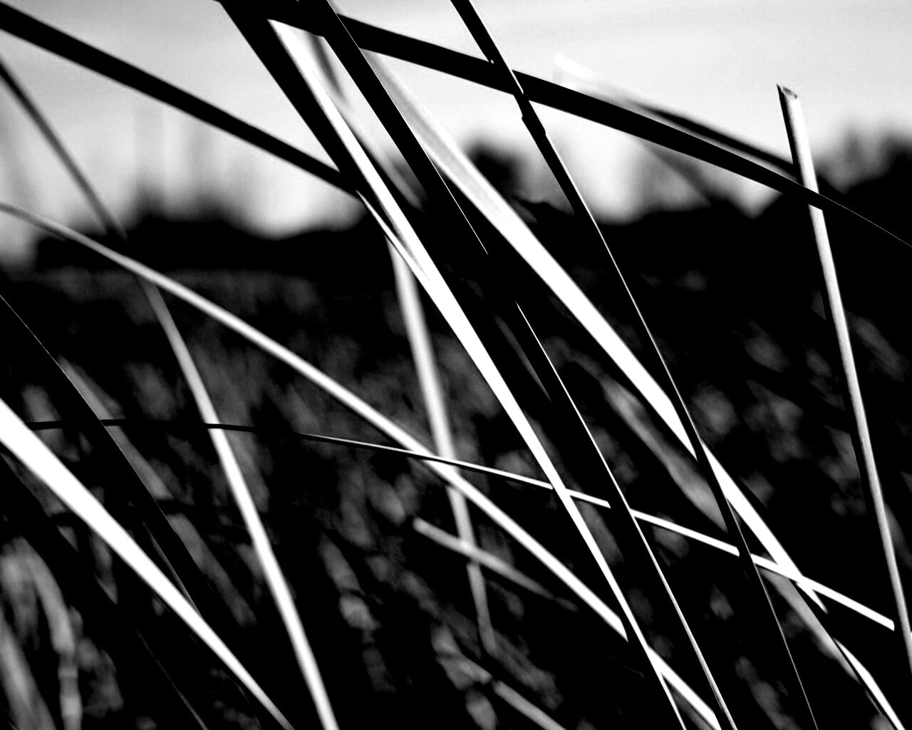 Желтая трава обои