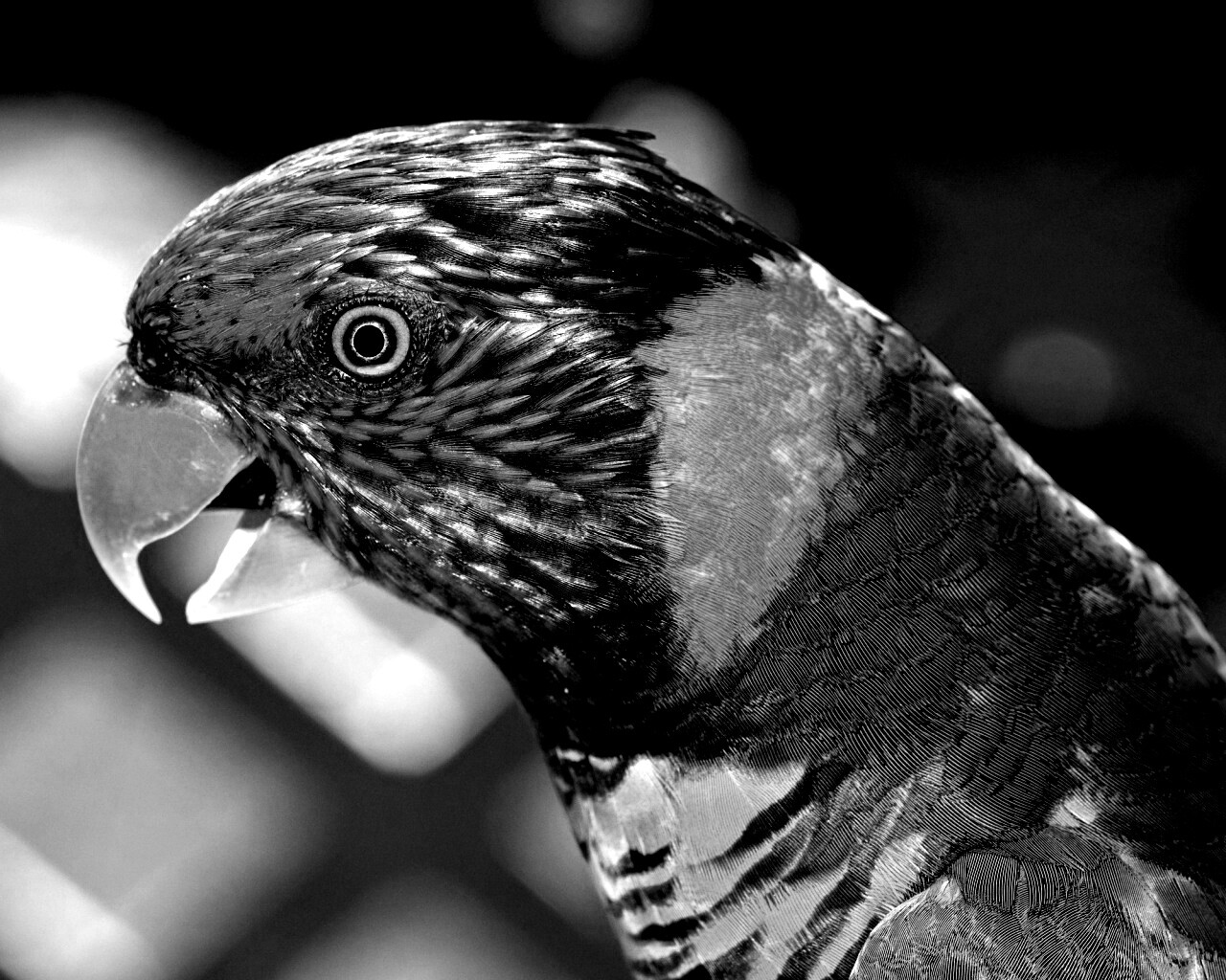 Красноглазйы попугай обои