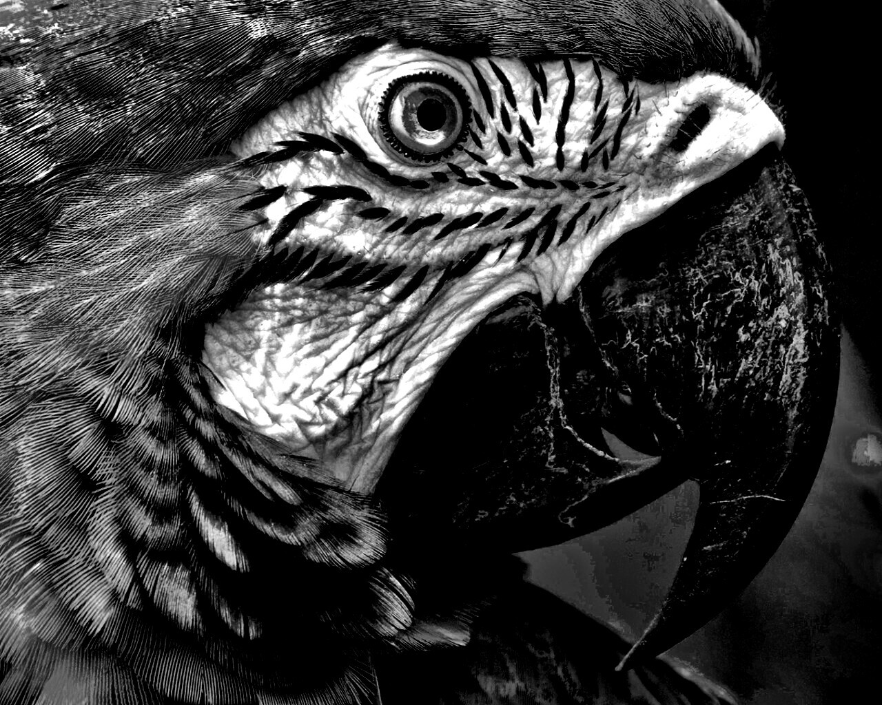 Попугай обои