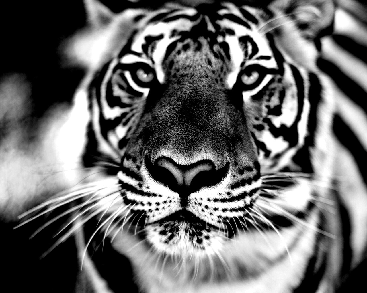 Красавец тигр обои