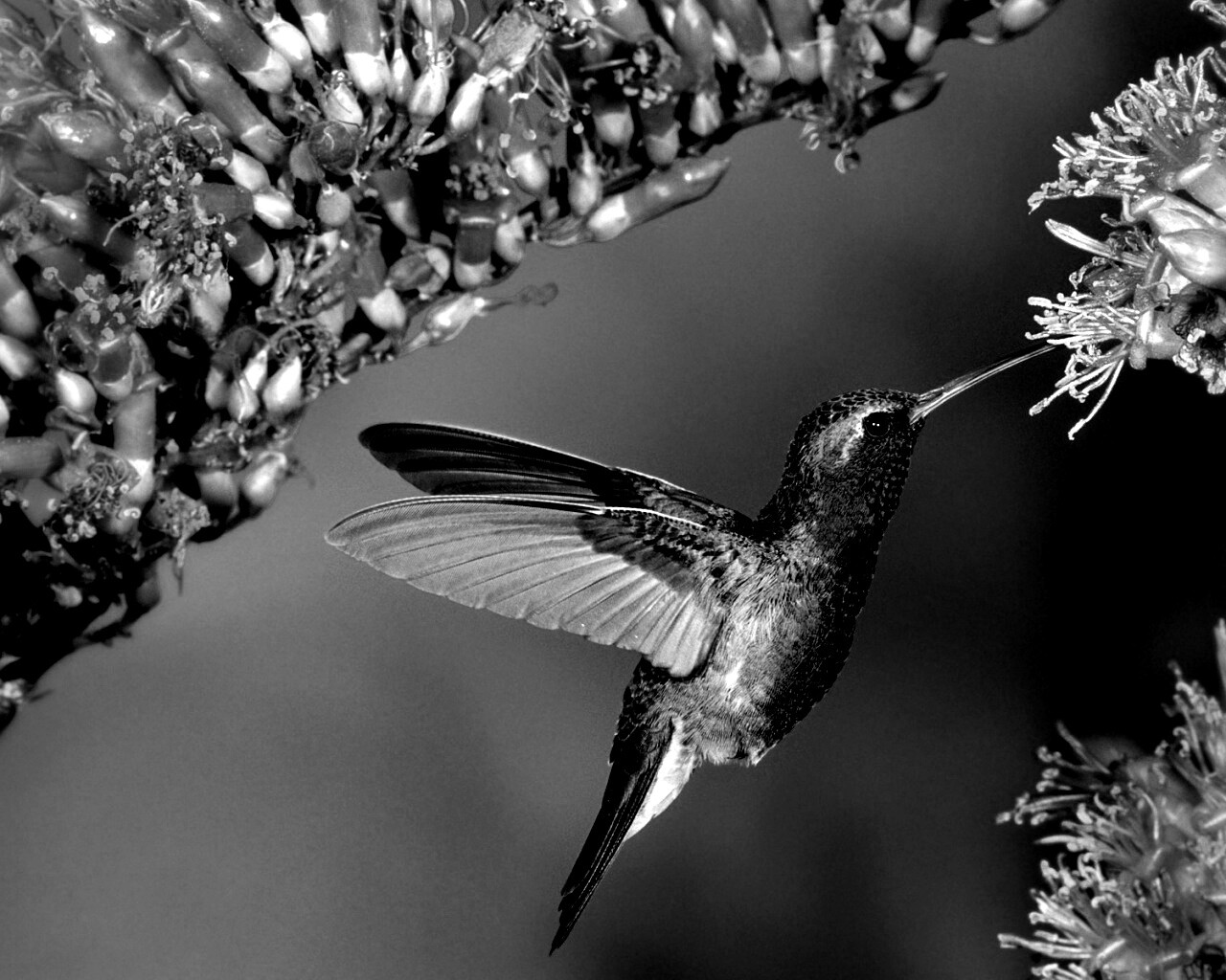 Колибри обои