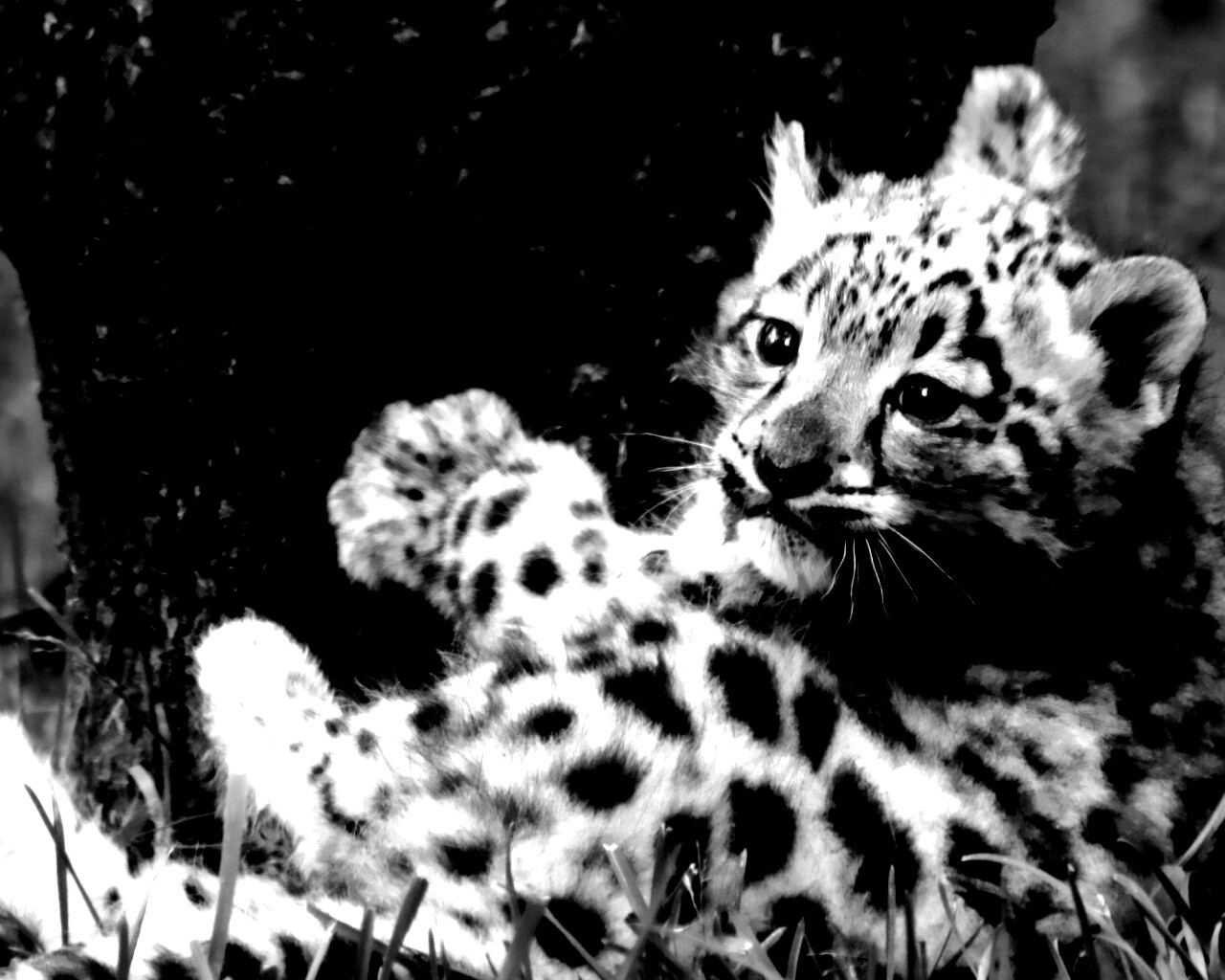 Котенок большой дикой кошки обои