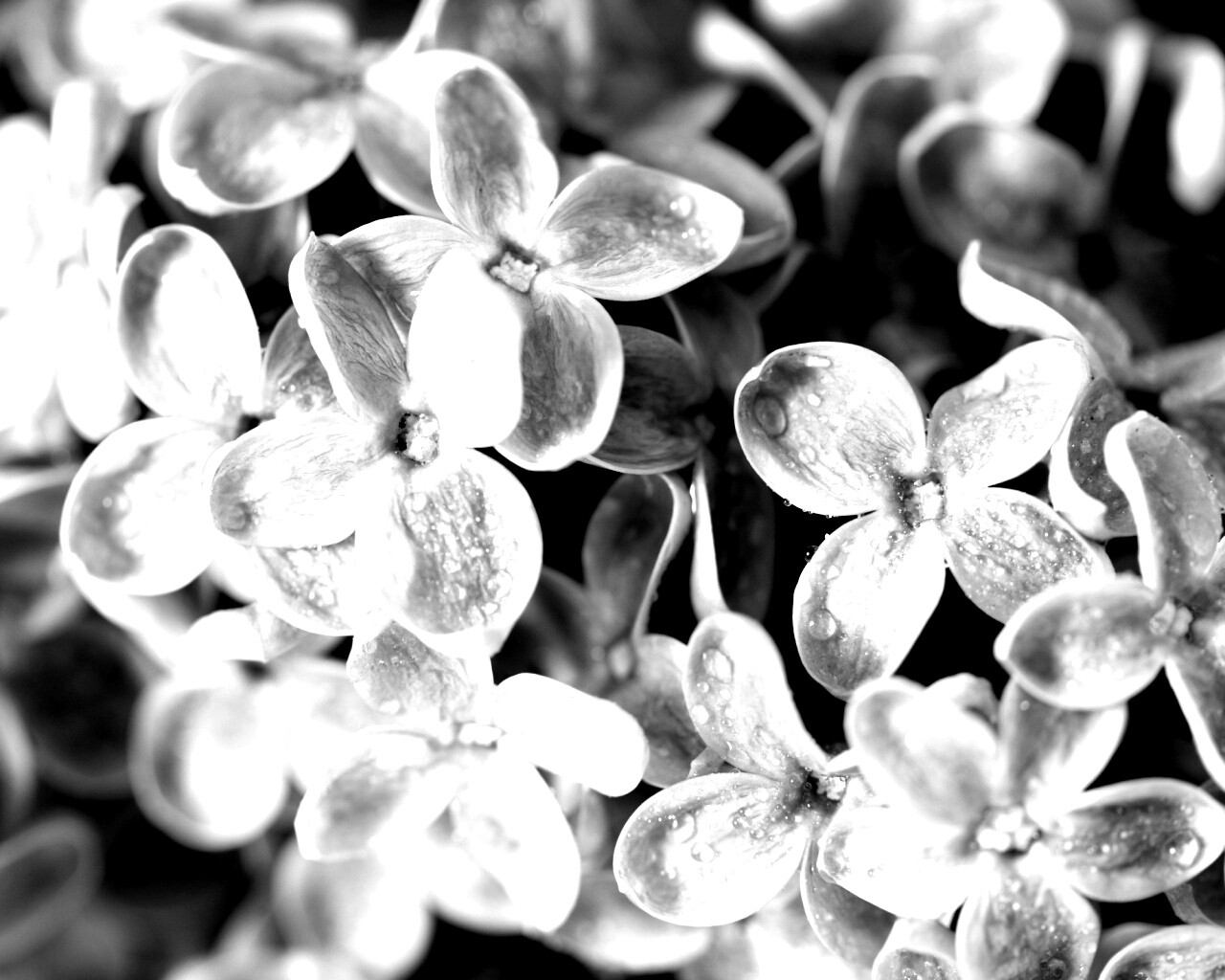 Цветы сирени обои