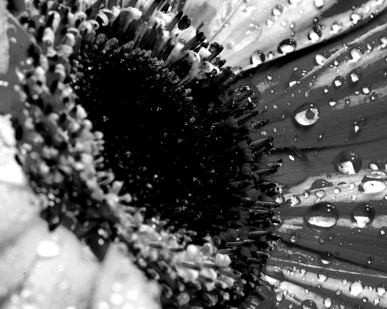 Цветик семицветик обои