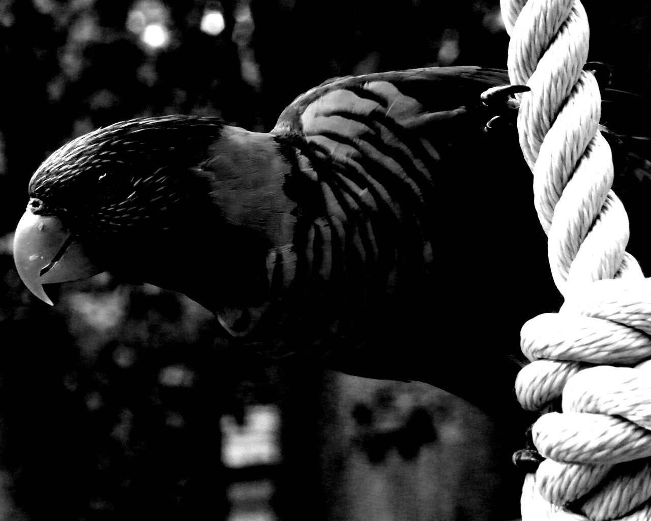 Попугай на канате обои