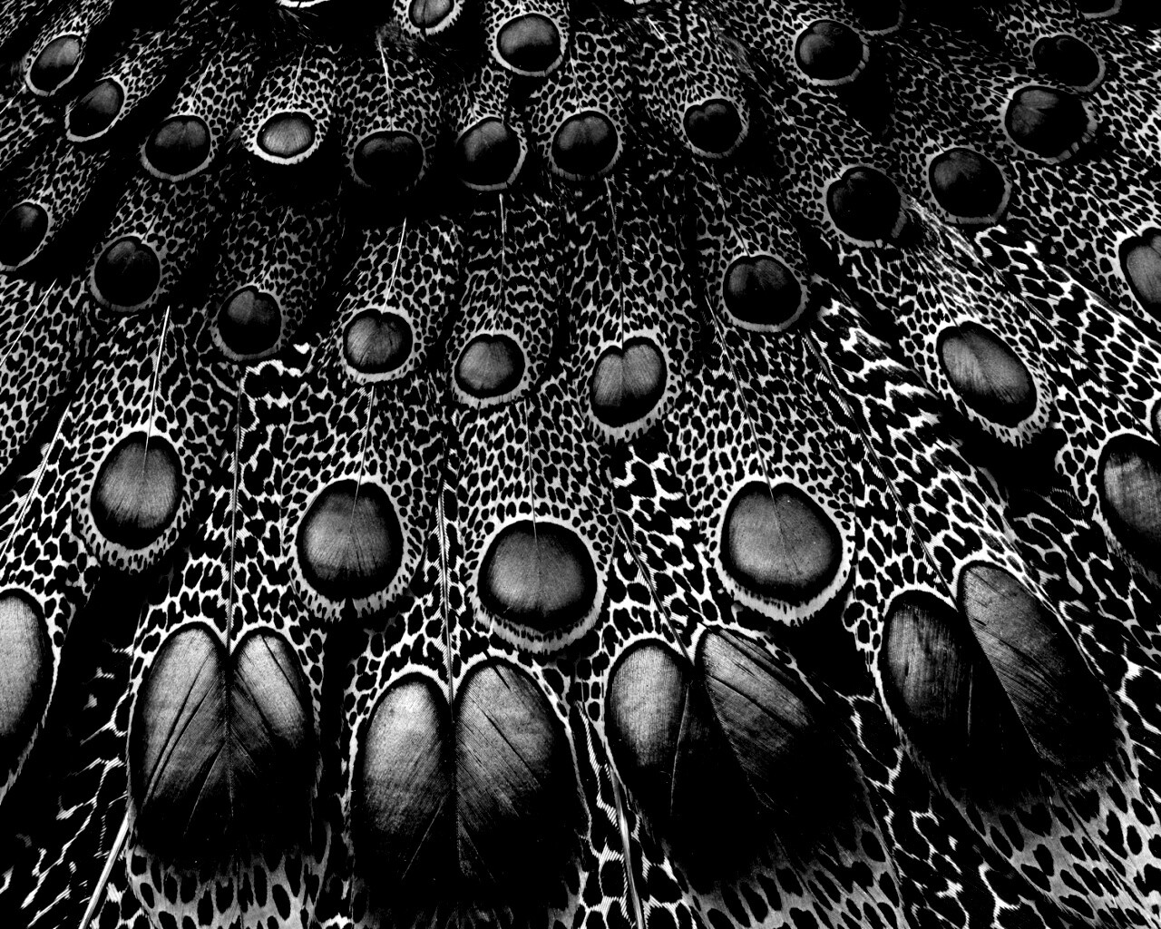 Хвост павлина обои