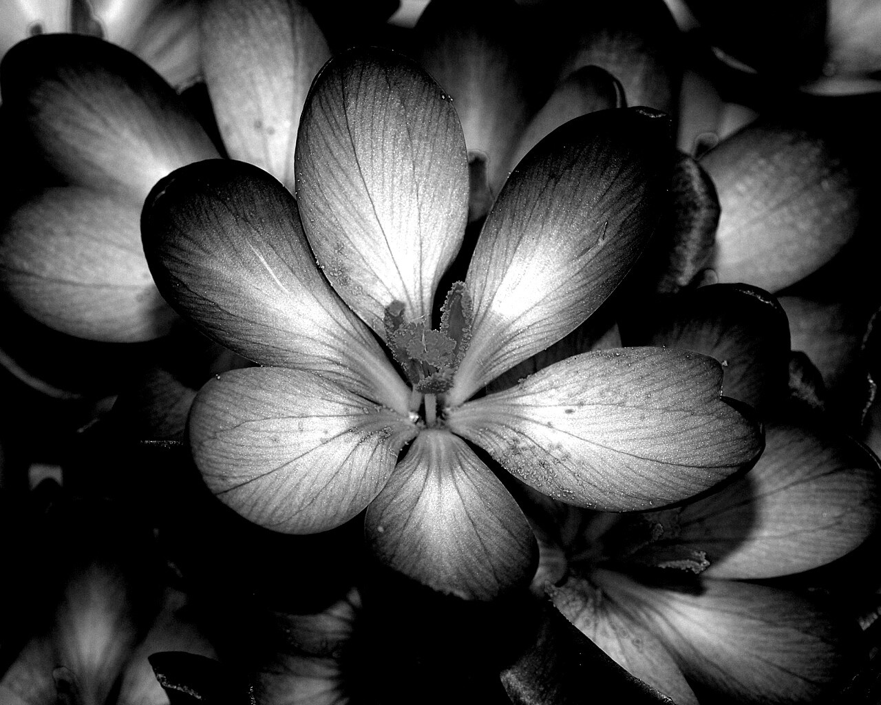 Сиреневый цветок обои