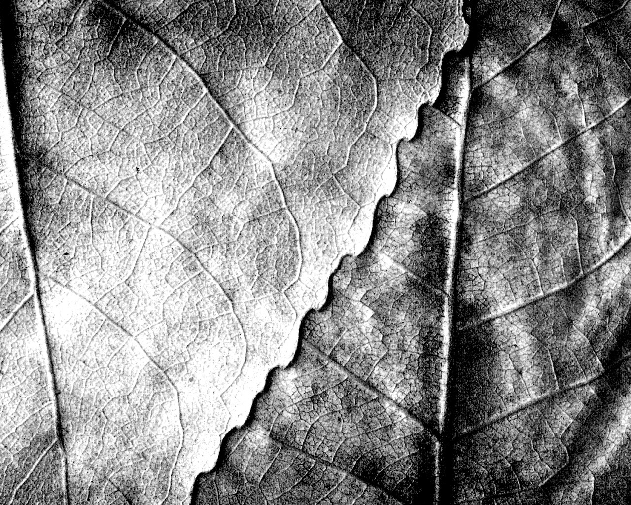 Текстура желтых увядших листьев обои