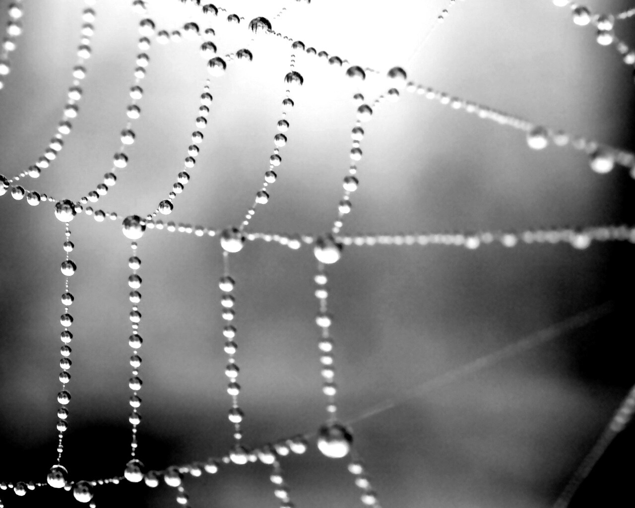 Капли росы на паутине обои