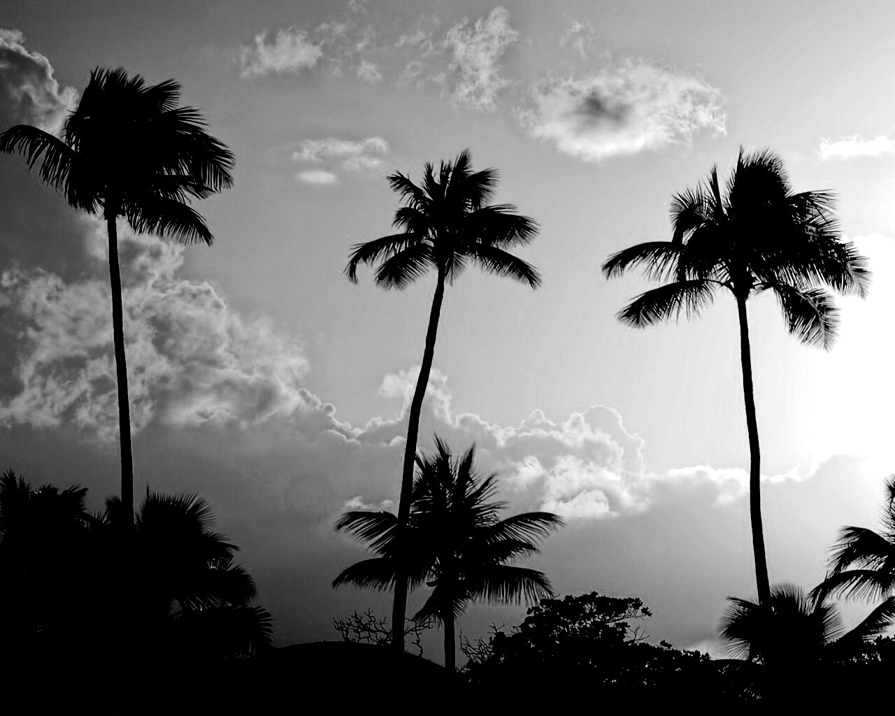 Пальмы на закате обои