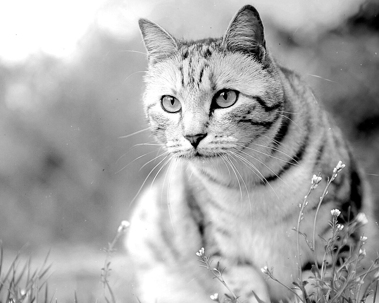 Кот в теплых тонах обои