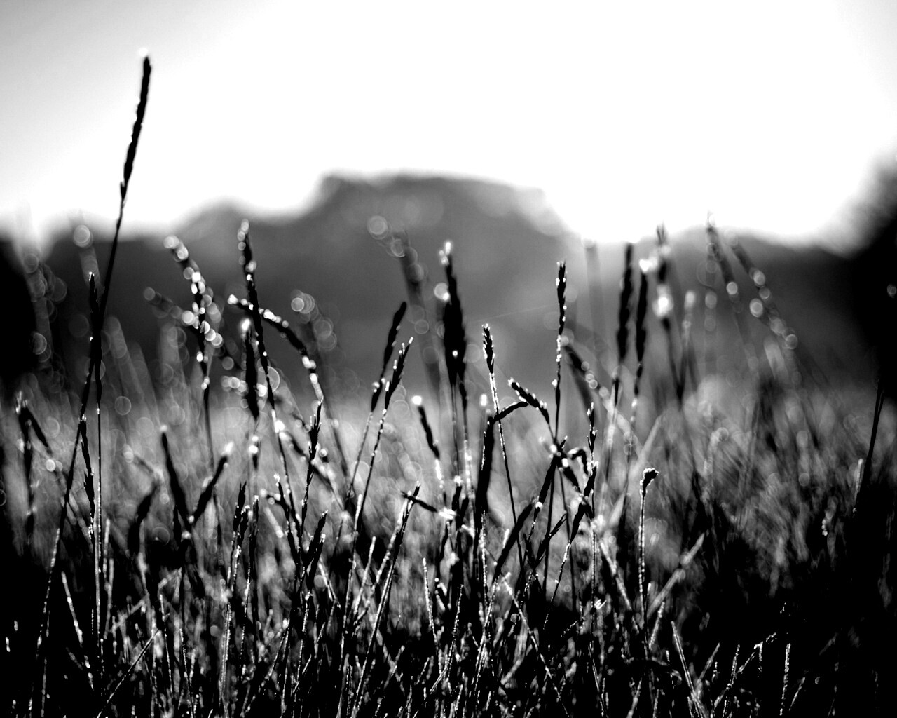 Поле пшеницы обои