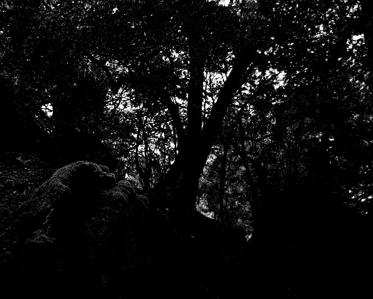 Чаща мшистого леса обои