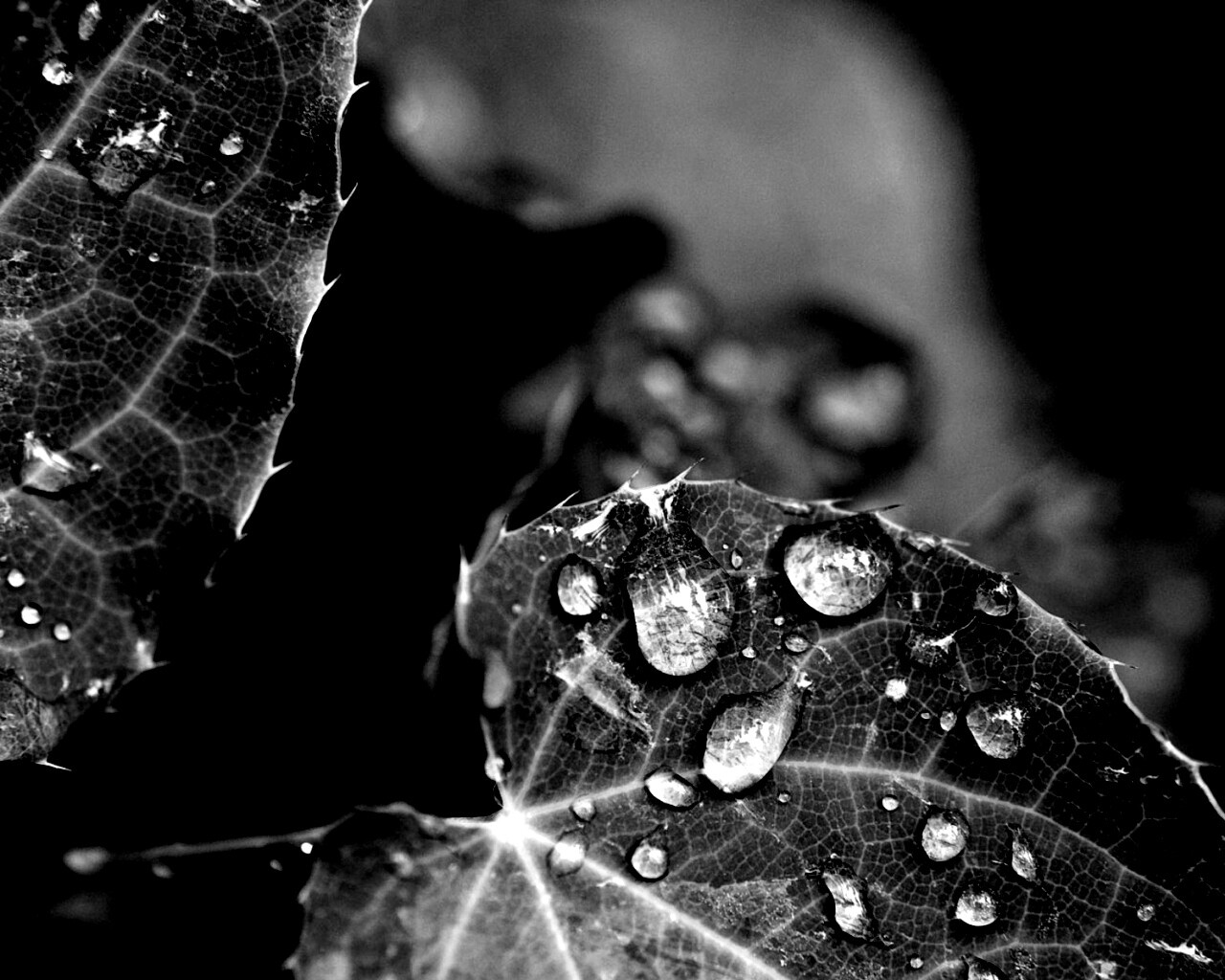 Капельки росы на листьях обои