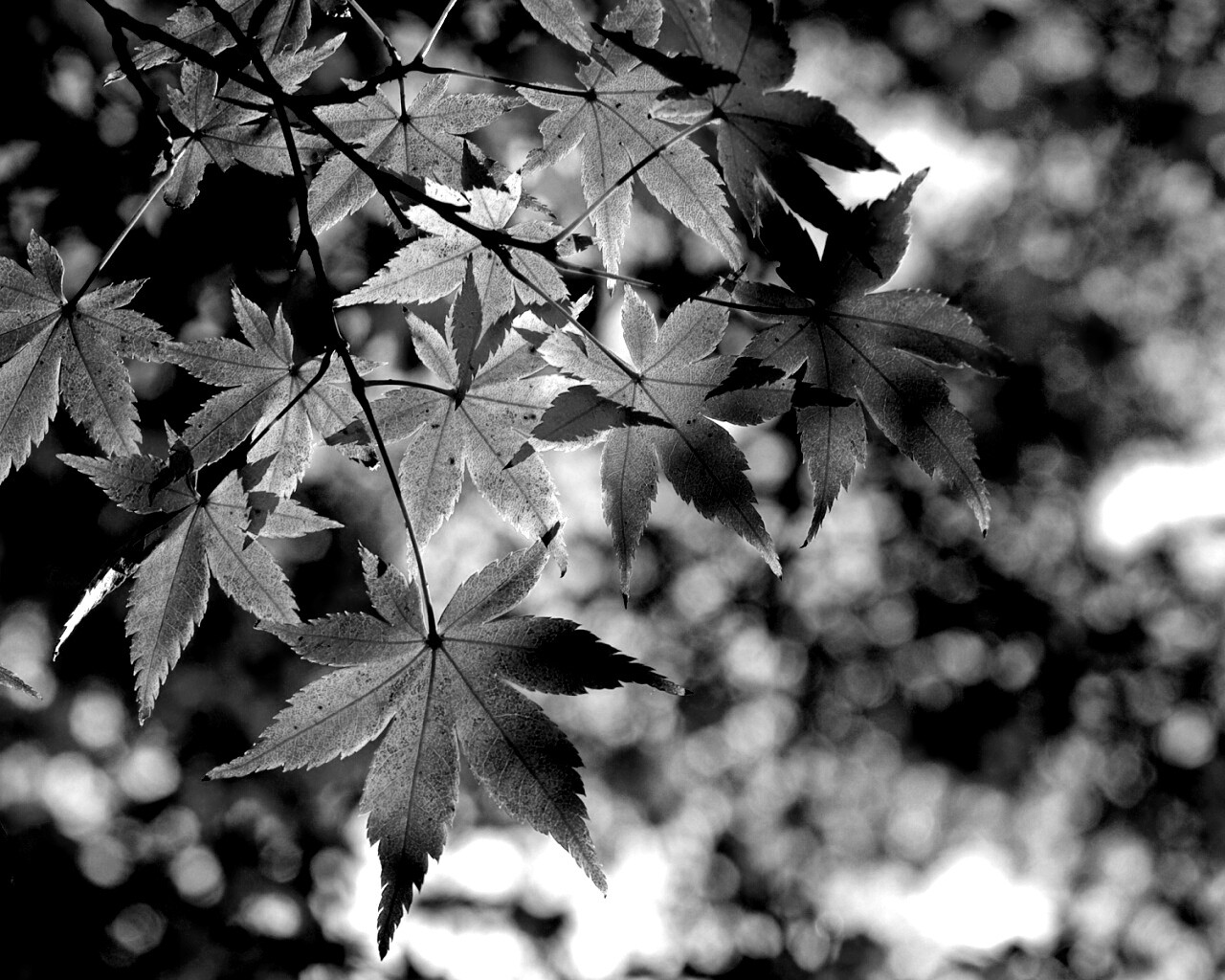 Осенние листья обои