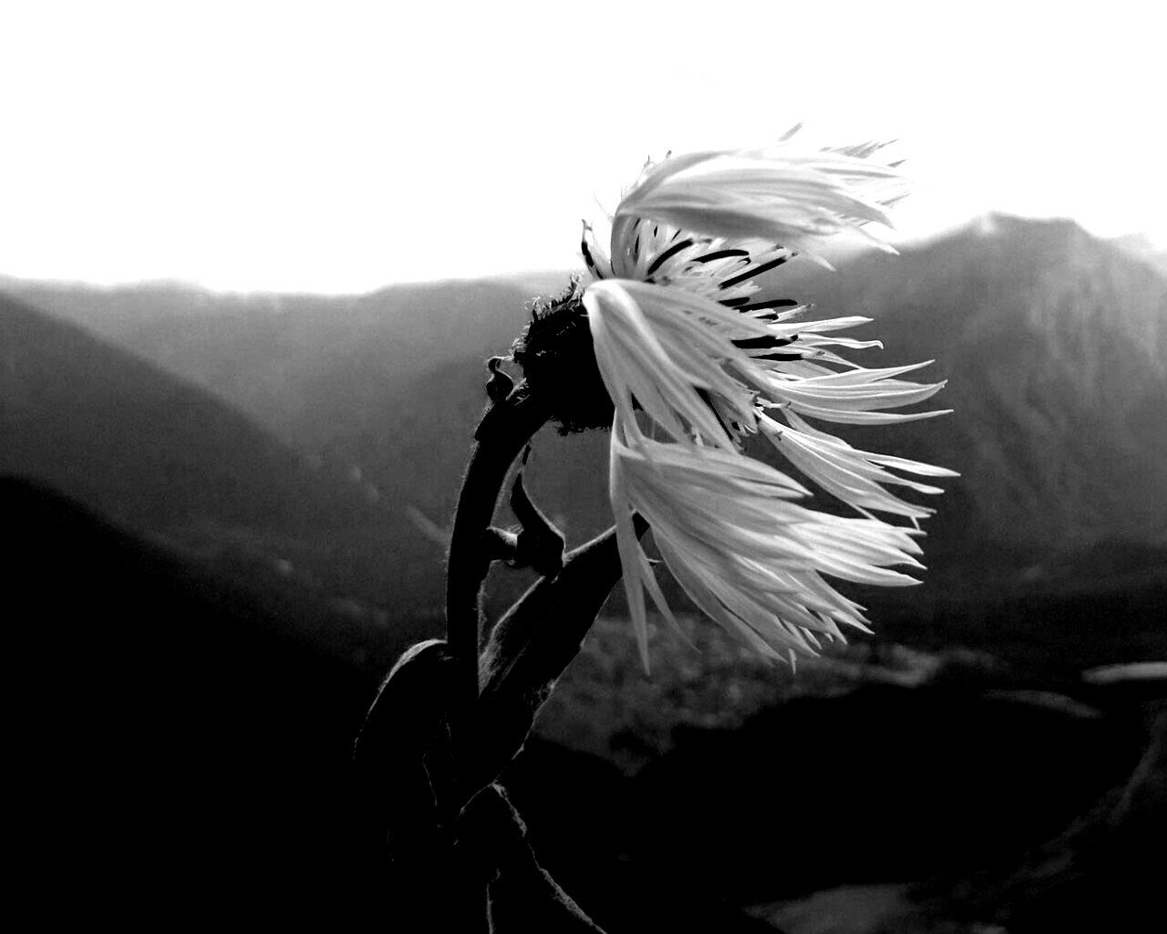 Горный цветок обои