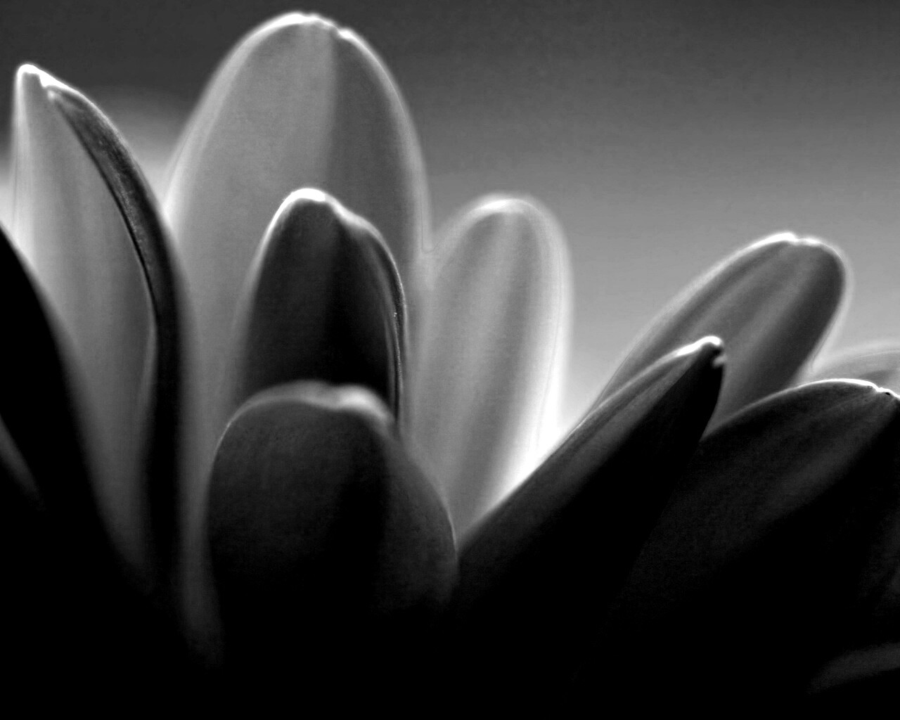 Лепестки хризантемы обои