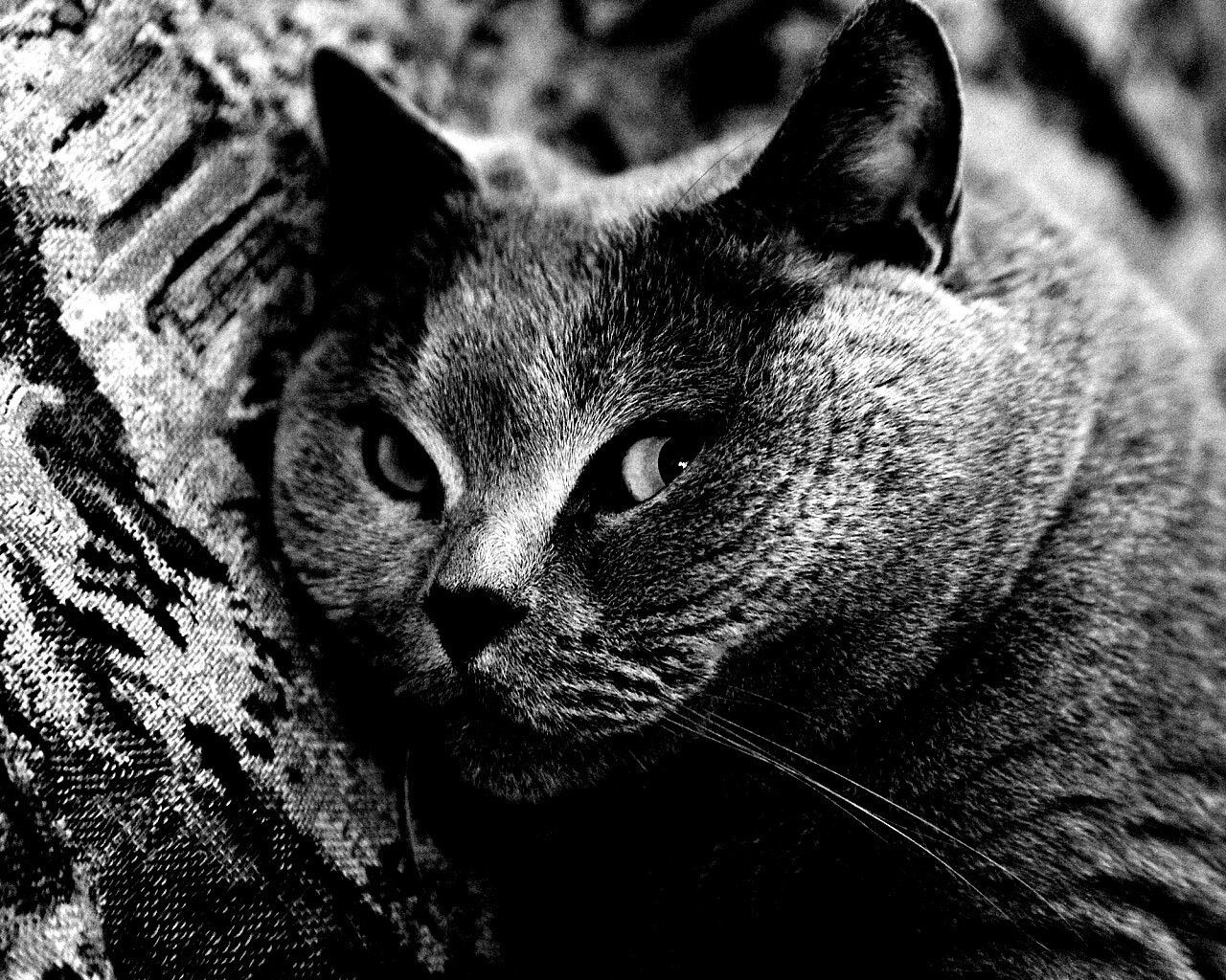 Щекастый британский котик обои