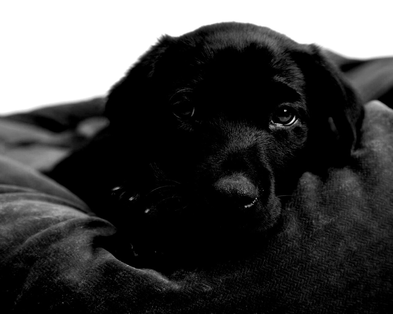 Сонный щенок немецкого поинтера обои