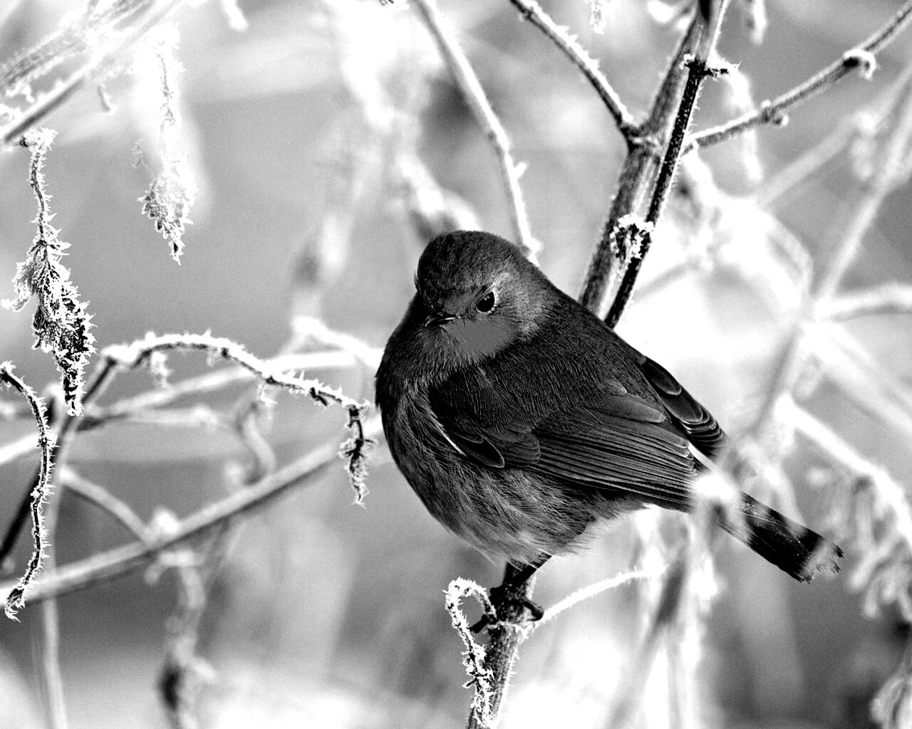 Птичка на ветке обои