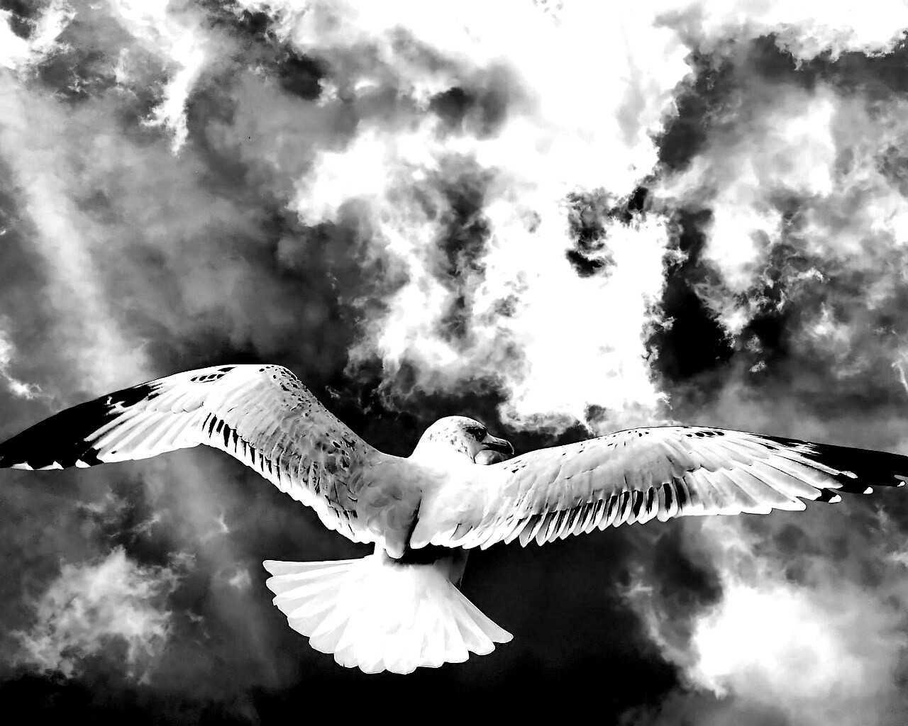Гордая птица в полете обои