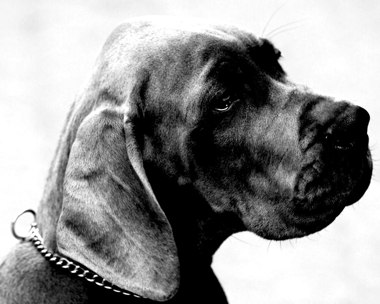 Грустная собака обои