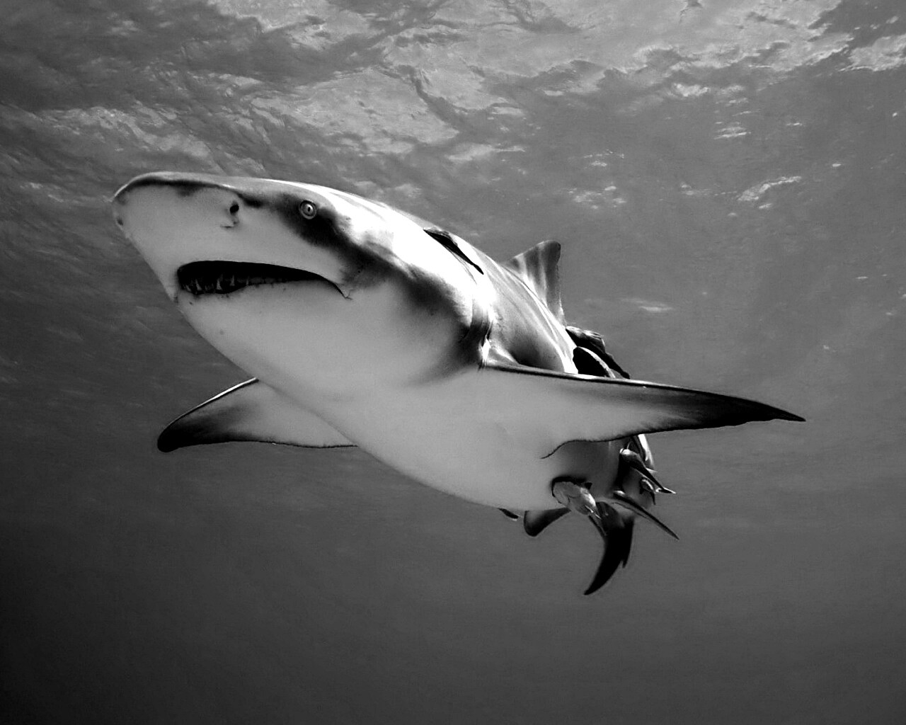 Красивая глубоководная акула обои