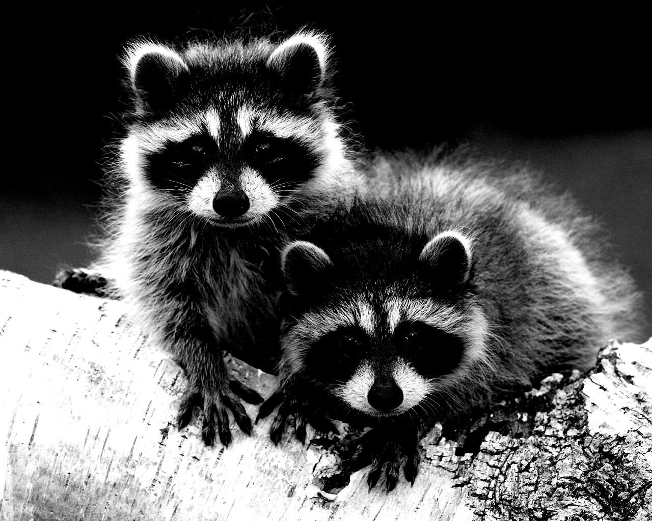 Полосатики обои