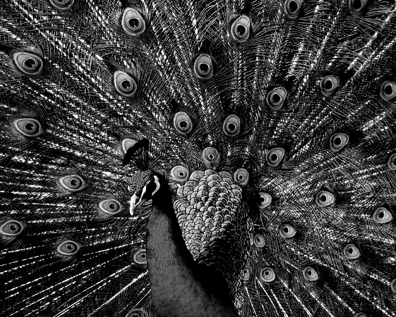 Павлин, говоришь... обои