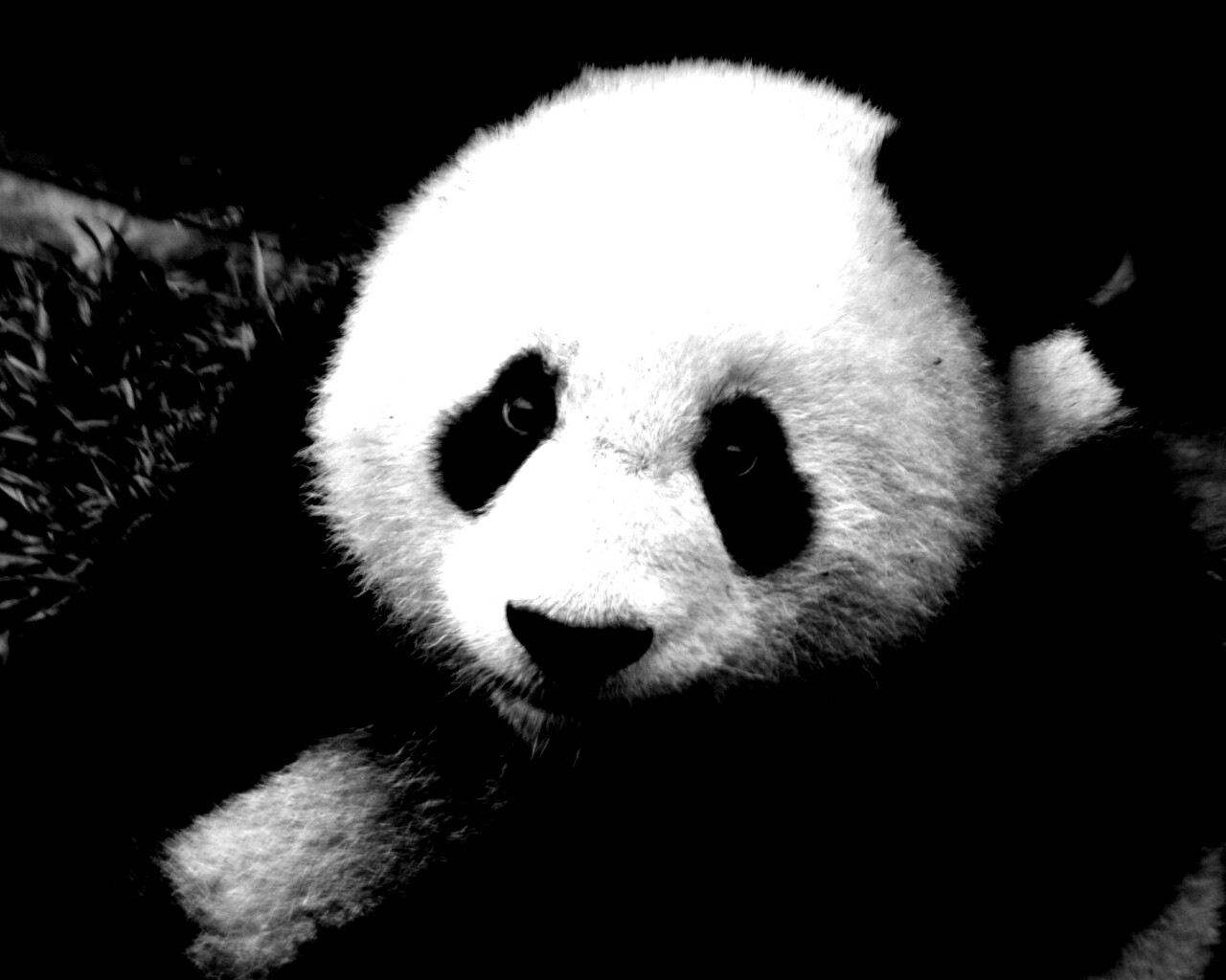 Взгляд.. обои