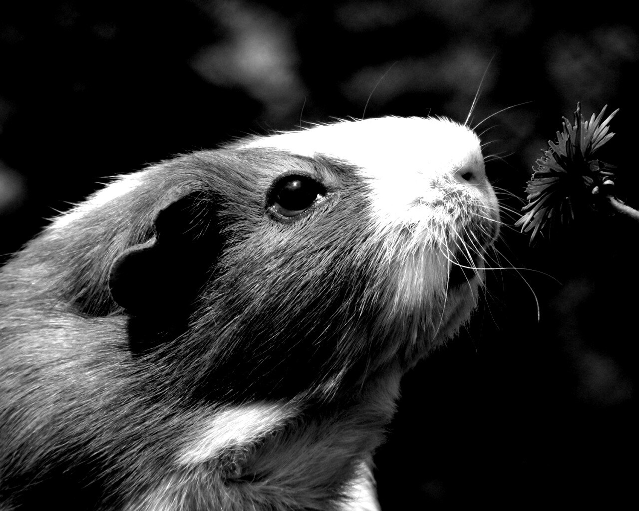 Морская свинка - романтик обои