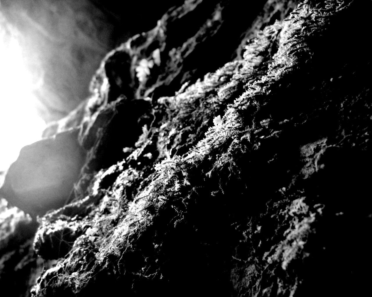 Мшистый камень обои