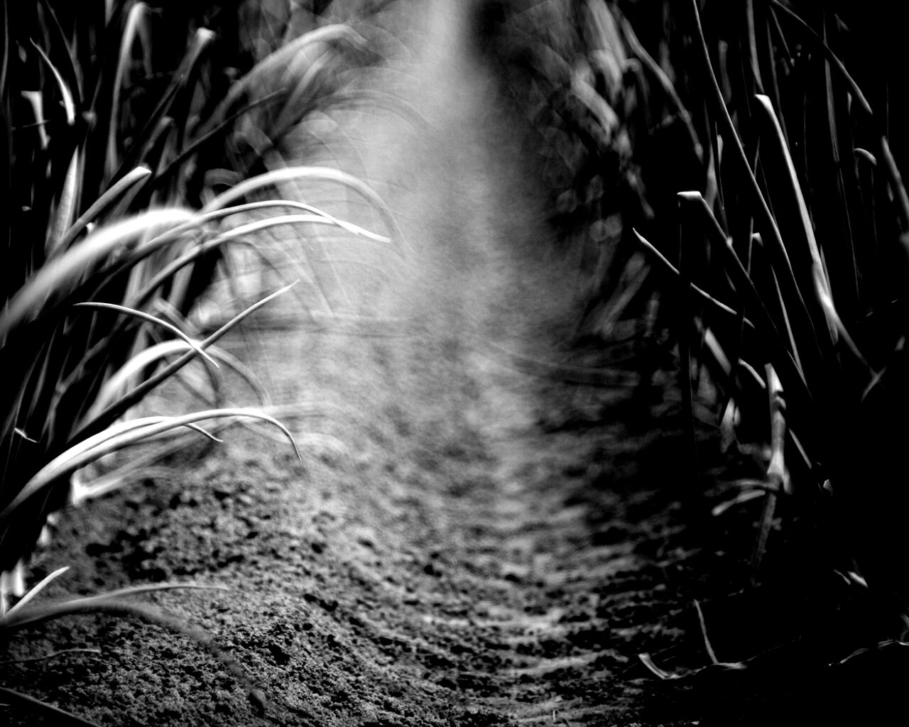 Тропинка в траве обои