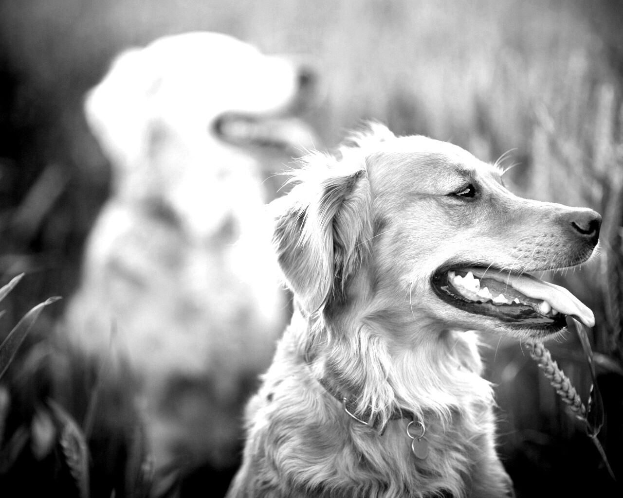 Собаки обои