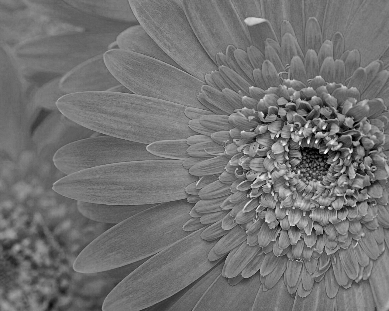 Большой оранжевый гербер обои