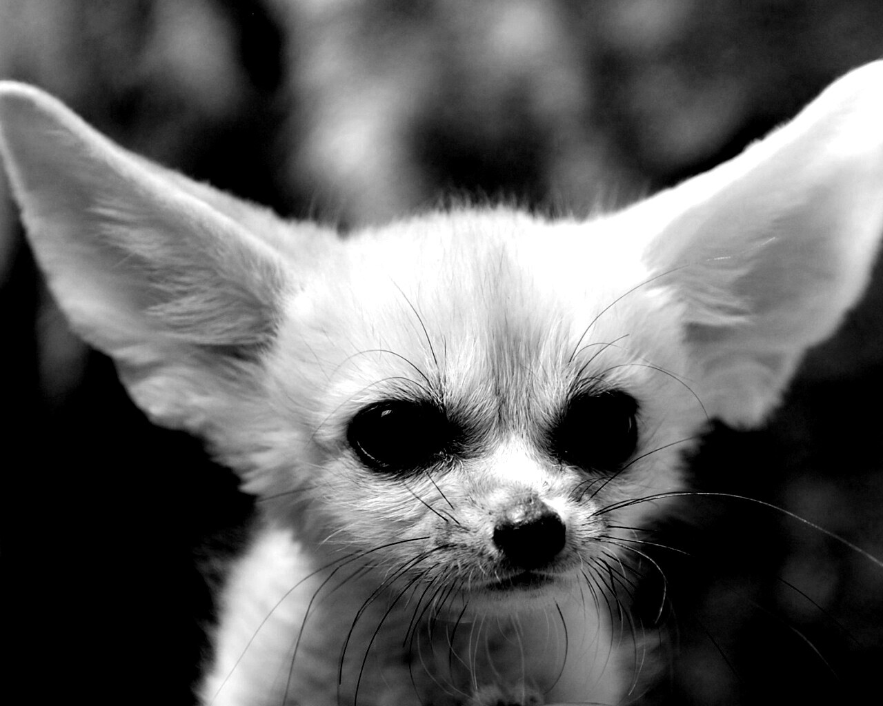 Угрюмый ушан обои