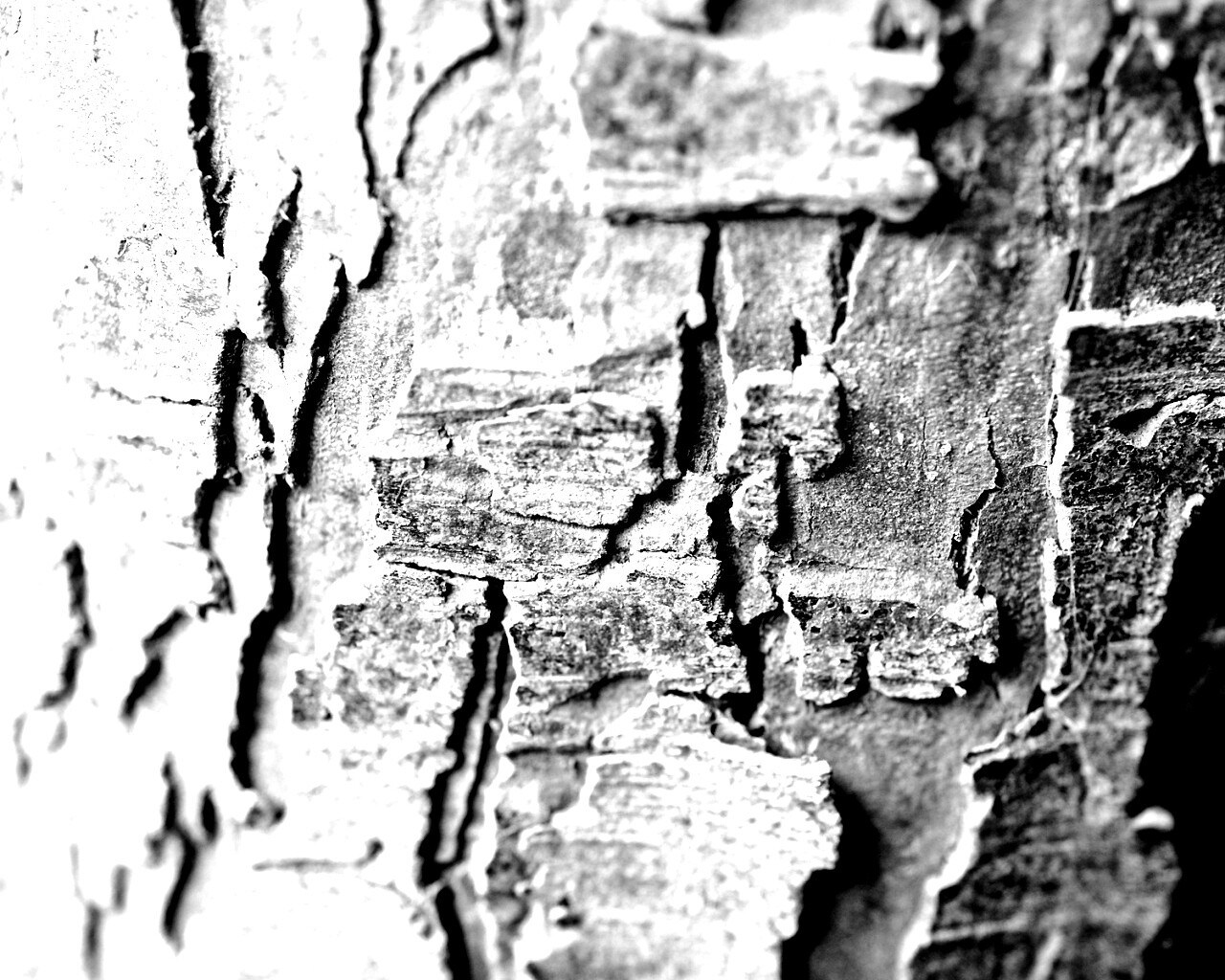 Белая кора обои