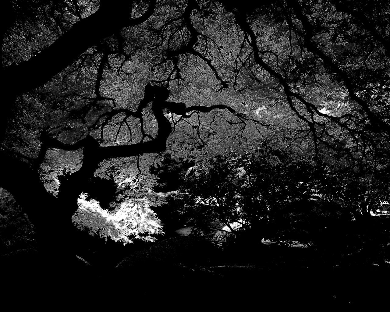 Под оранжевой кроной обои