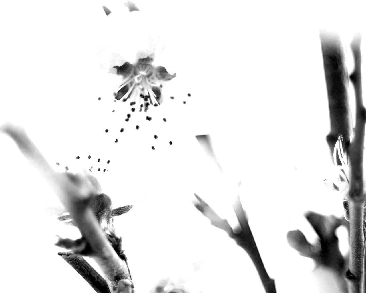 Нежные розовые цветы обои