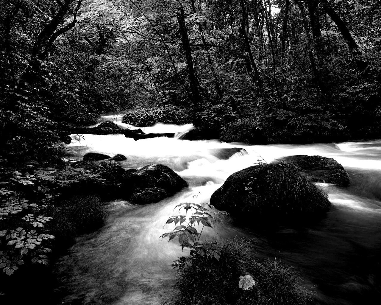 Лесная река обои