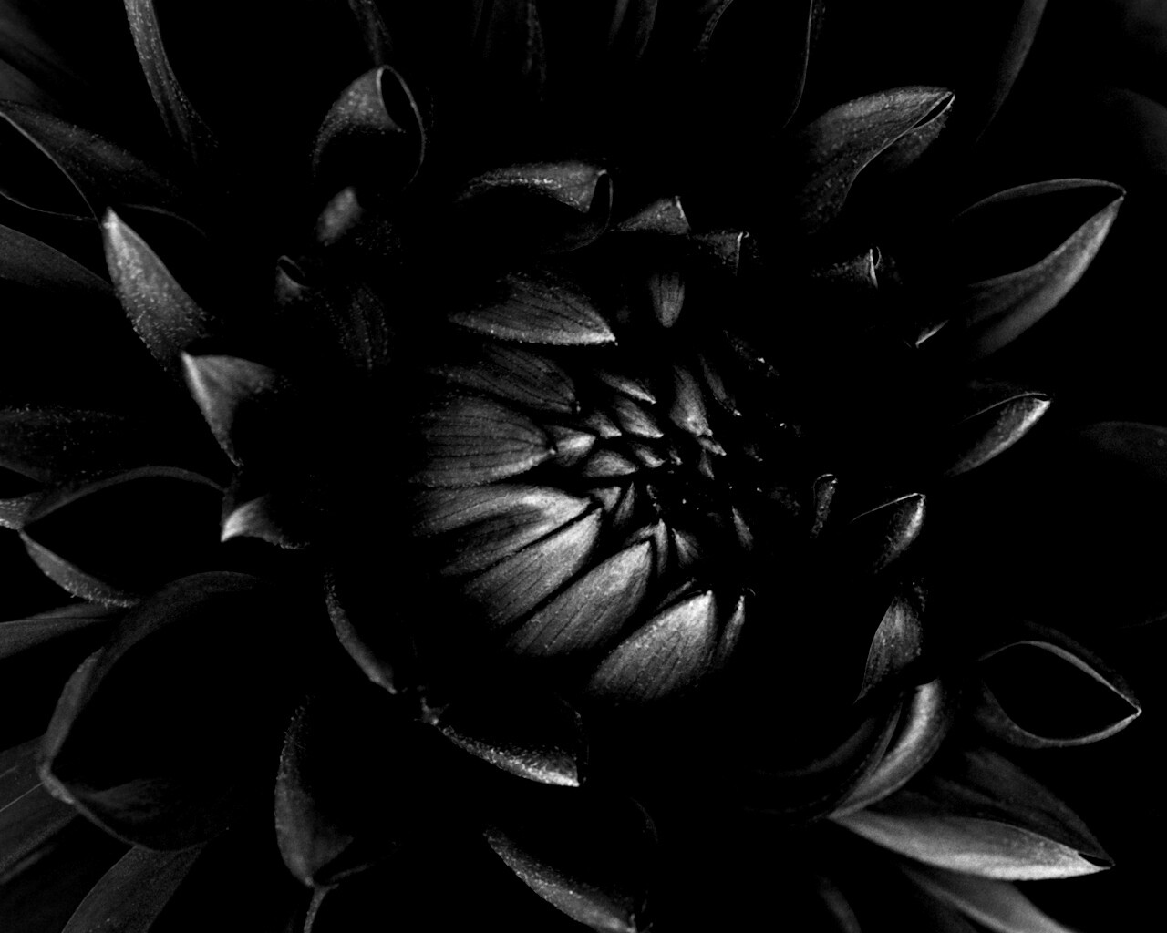 Цветок обои