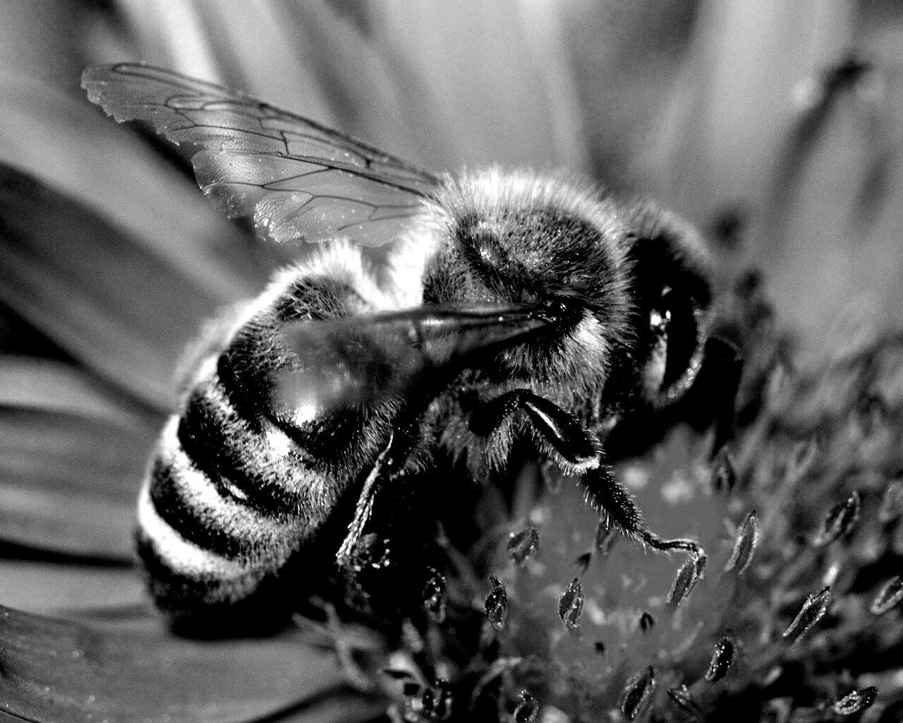 Пчела на цветке обои