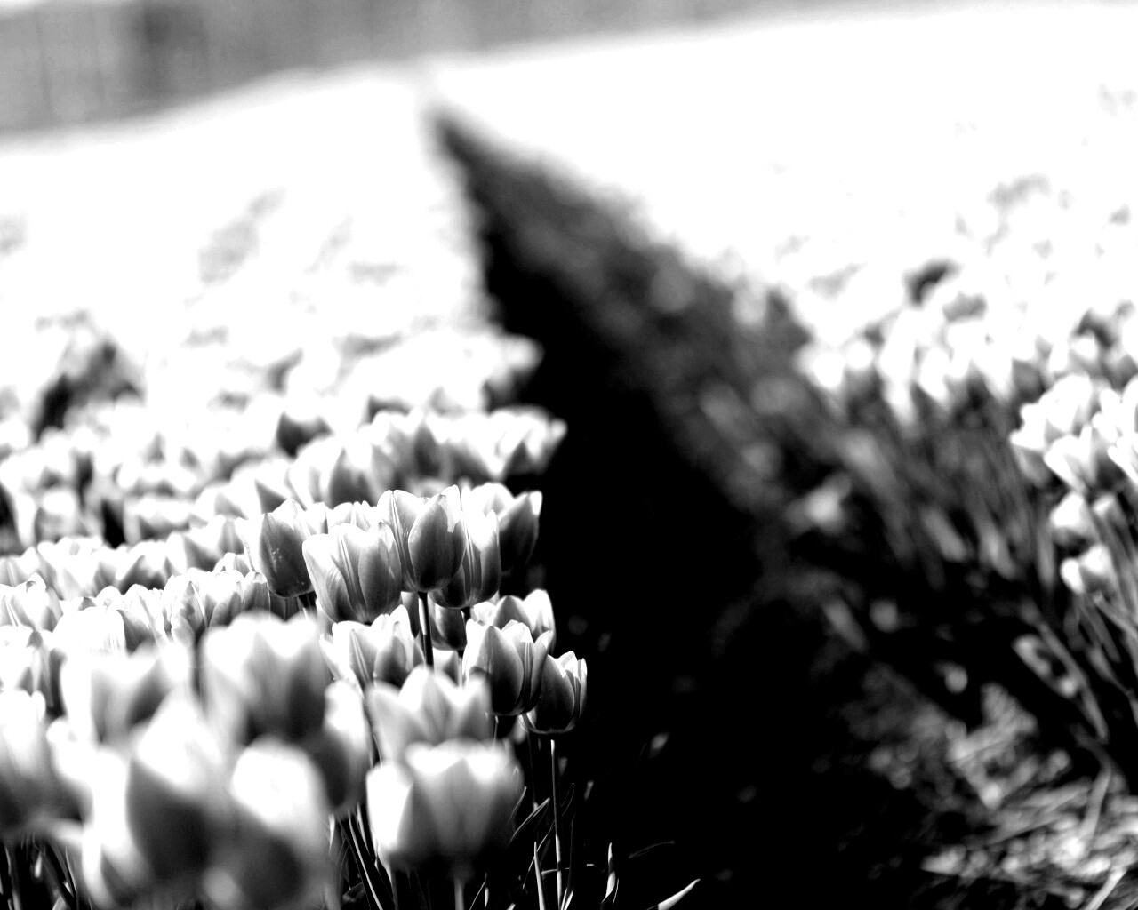 Тропинка в поле розовых тюльпанов обои