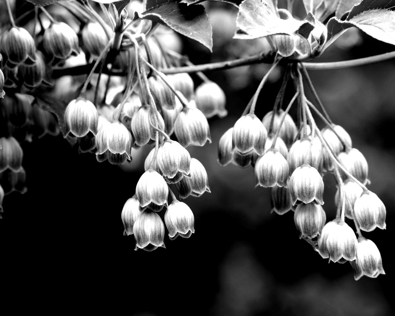 Красные колокольчики обои