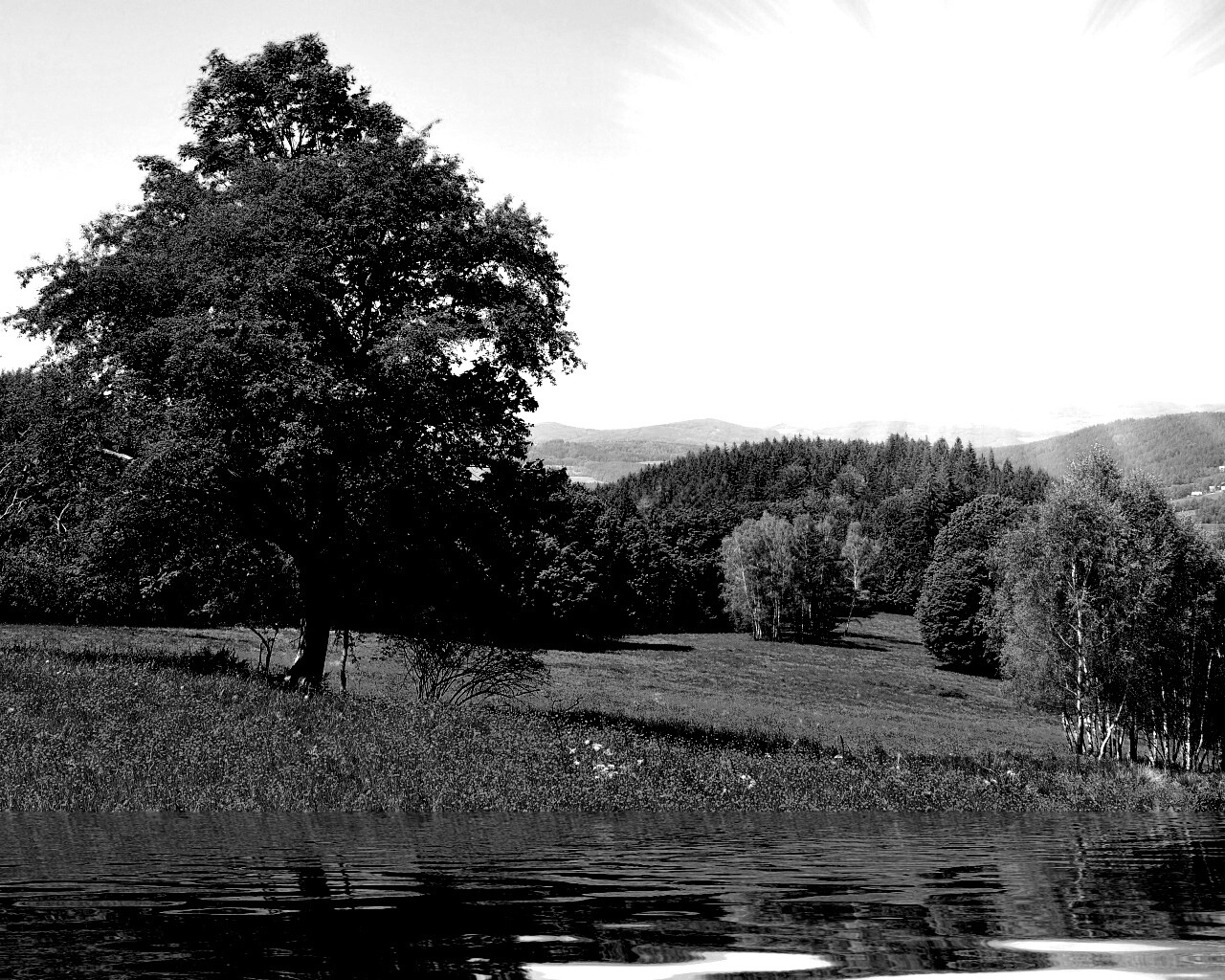 Дерево у воды обои