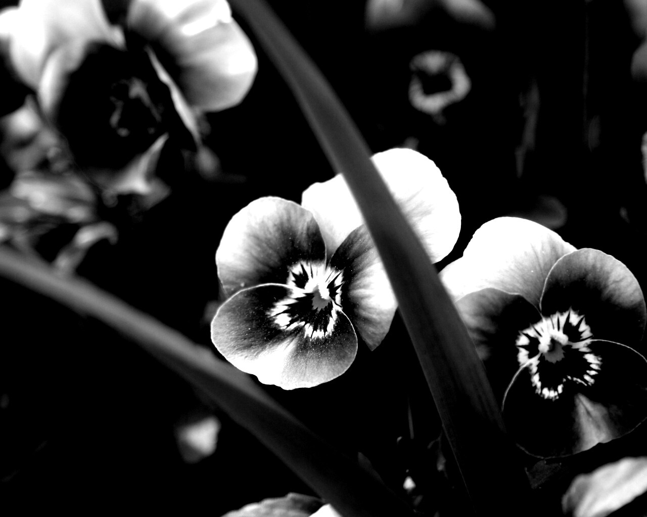 Анютины глазки обои